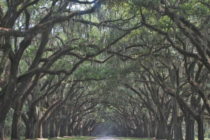 Wormsloe Historic Site, Georgia